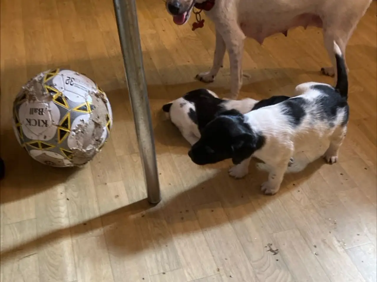 Billede 3 - Hunde Hvalpe sælges
