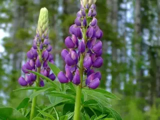 Lupiner (staude ) med blå / lilla blomster