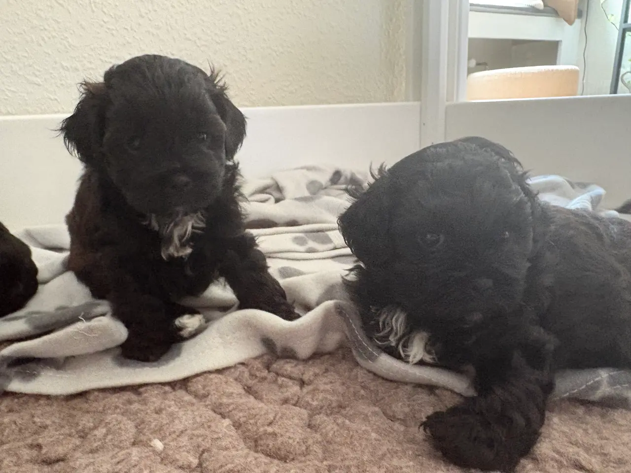 Billede 5 - Toy Shihpoo hvalpe. 3 drenge