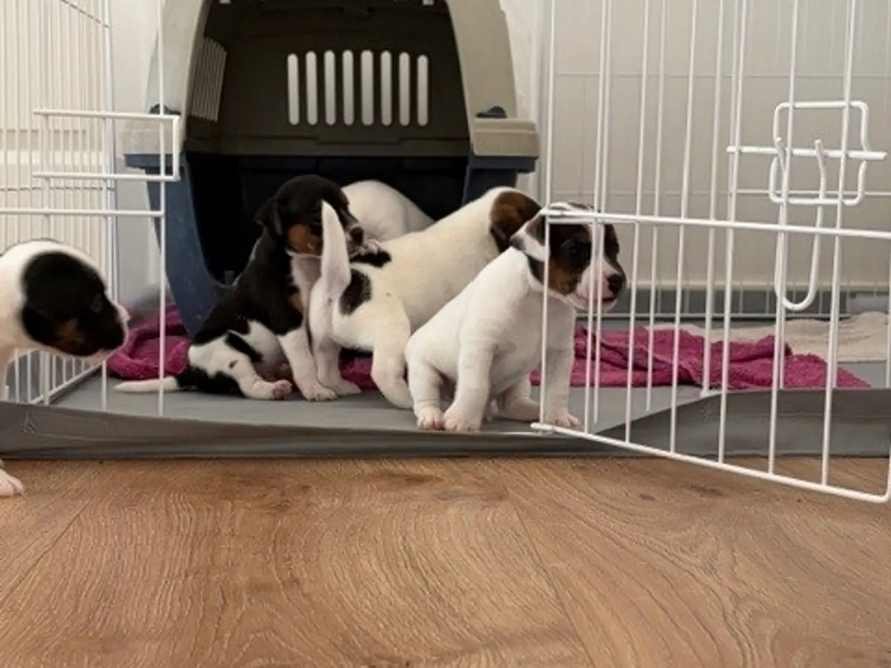 Billede 2 - Jack Russel Hvalpe