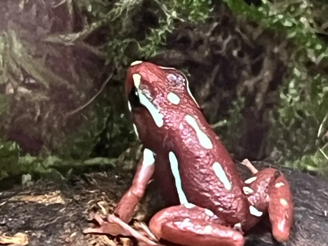 Billede 2 - Pilegiftfrøer (Epipedobates anthonyi)