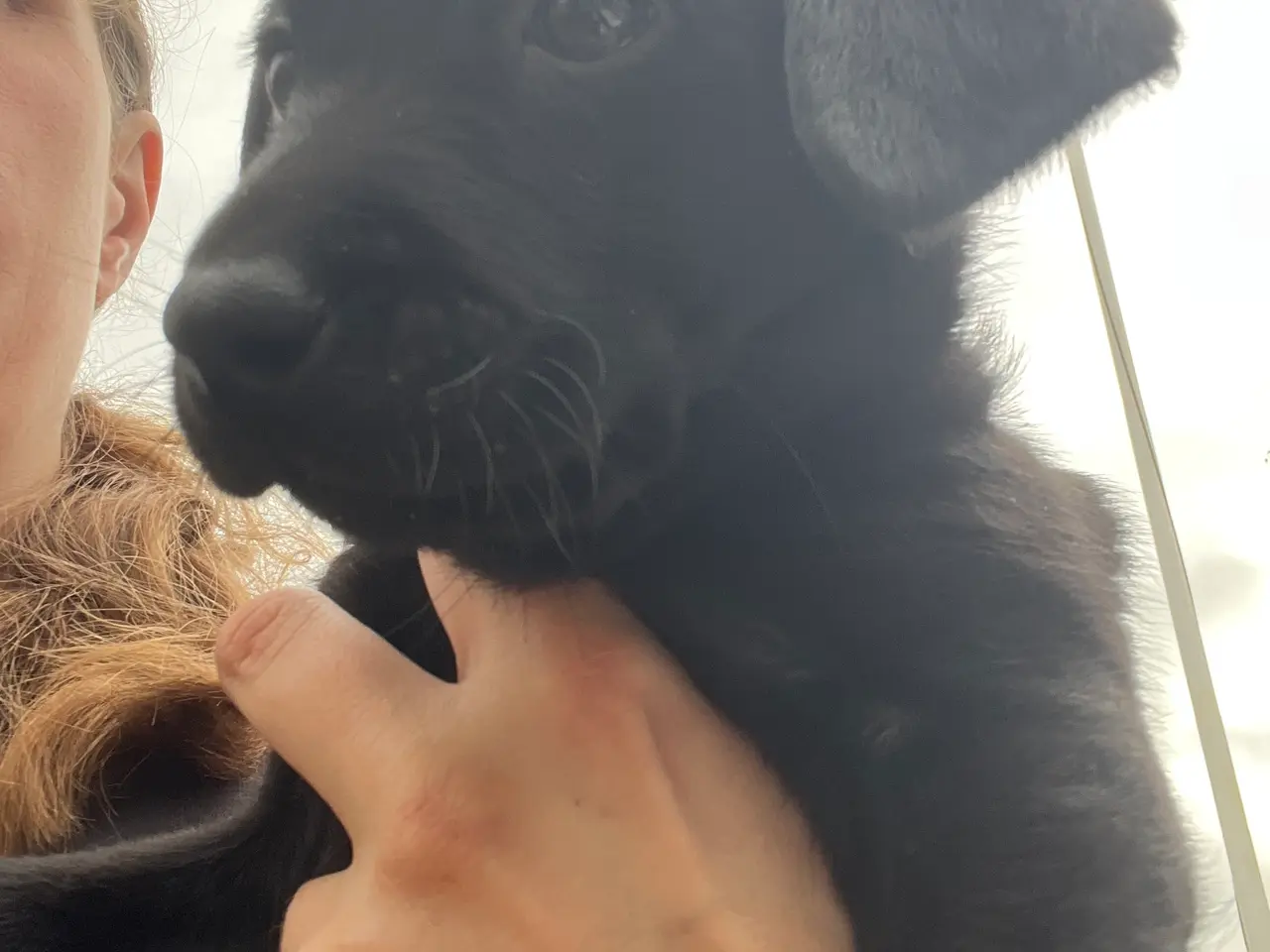 Billede 8 - Formel 1 Labrador hvalpe søger familier i uge 42