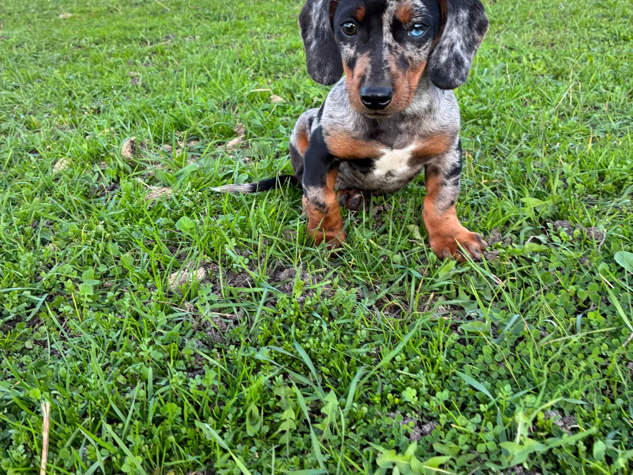 Billede 1 - * ❤️ Søde gravhundehvalpe klar til nye familier 🐶