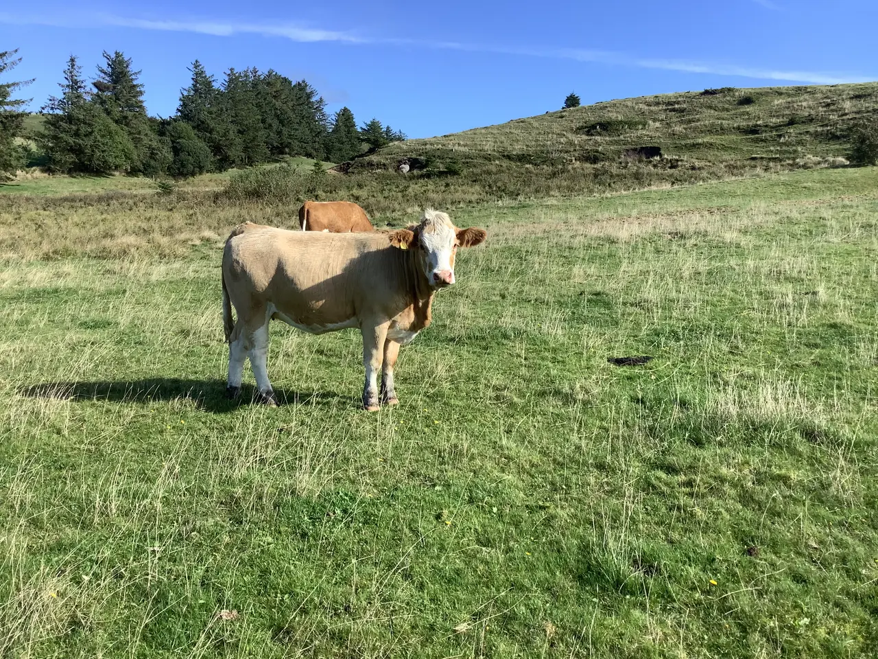Billede 3 - Simmentaler løbekvier
