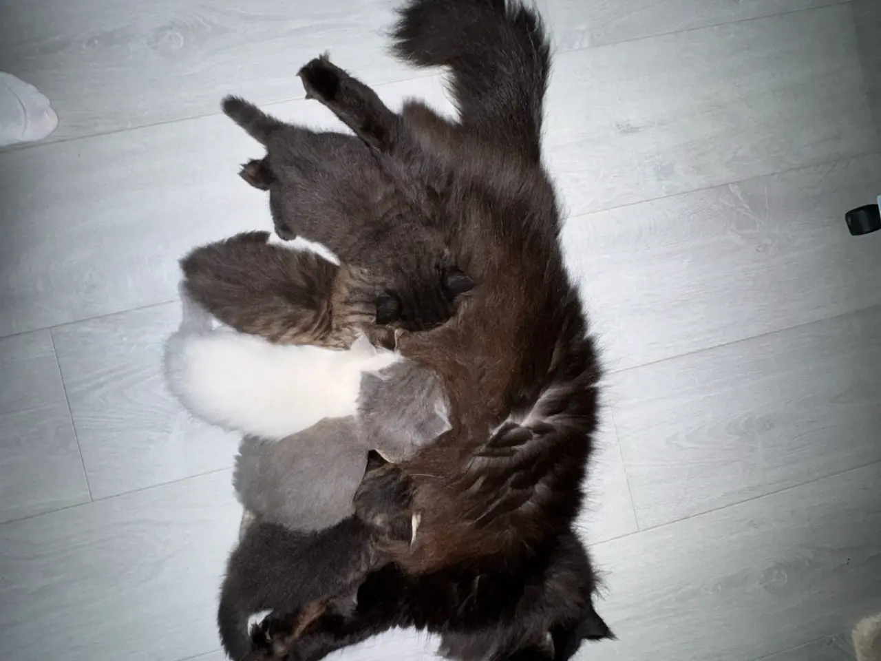 Billede 4 - Mink Ragdoll killinger 