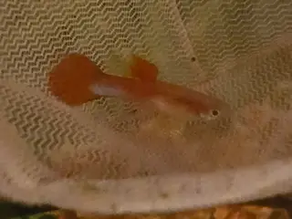 Yellow/red Guppy