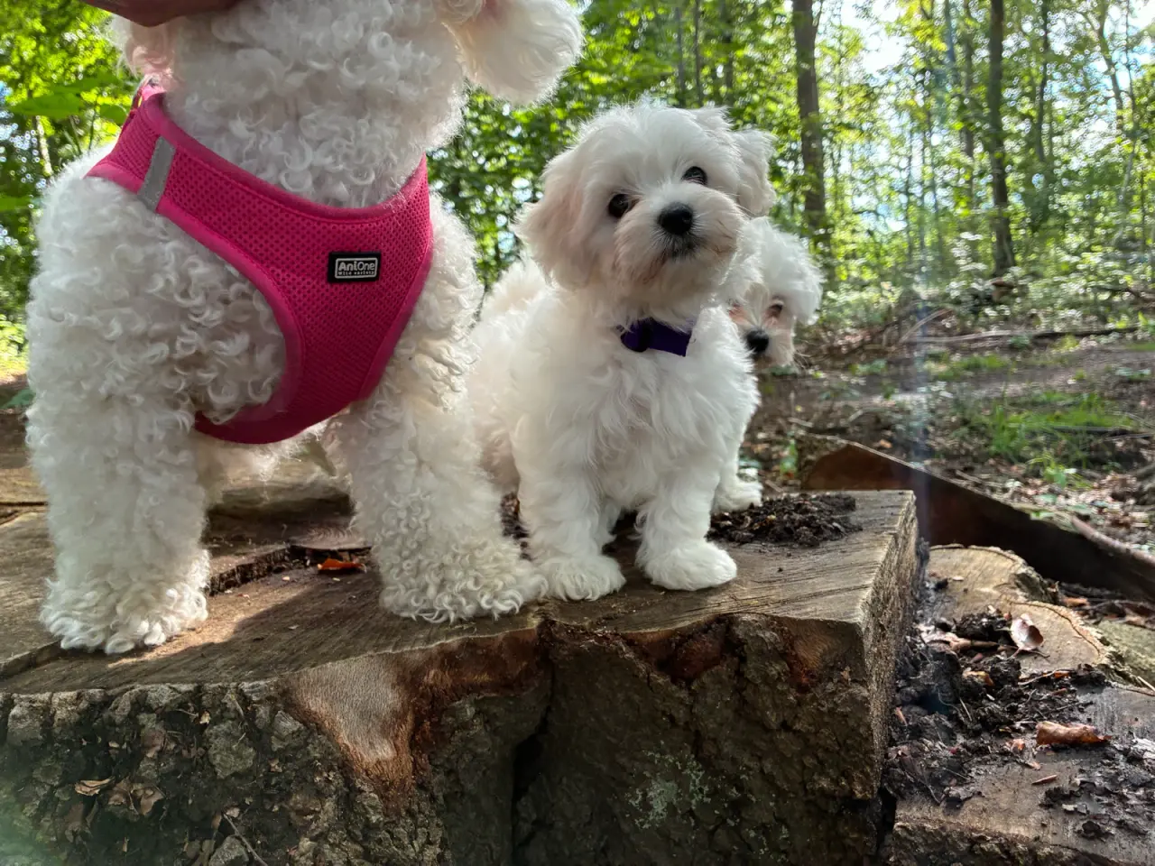 Billede 13 - 🐶💕 2 SKØNNE BICHON FRISÉ PIGEHVALPE SØGER DERES