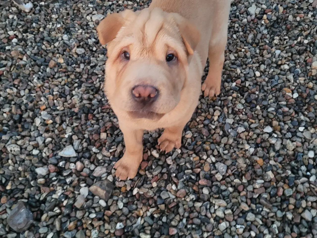 Billede 6 - Shar pei hvalpe