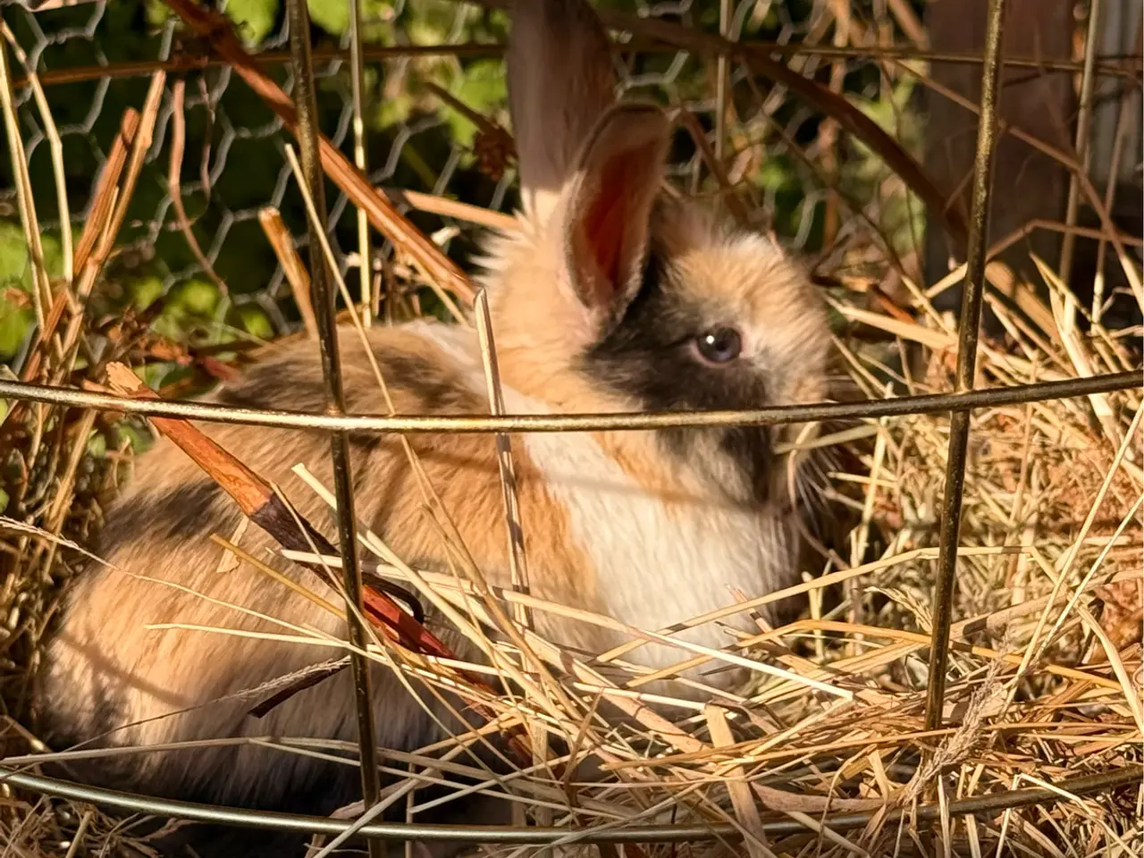 Billede 2 - 8 skønne Mini Lop unger