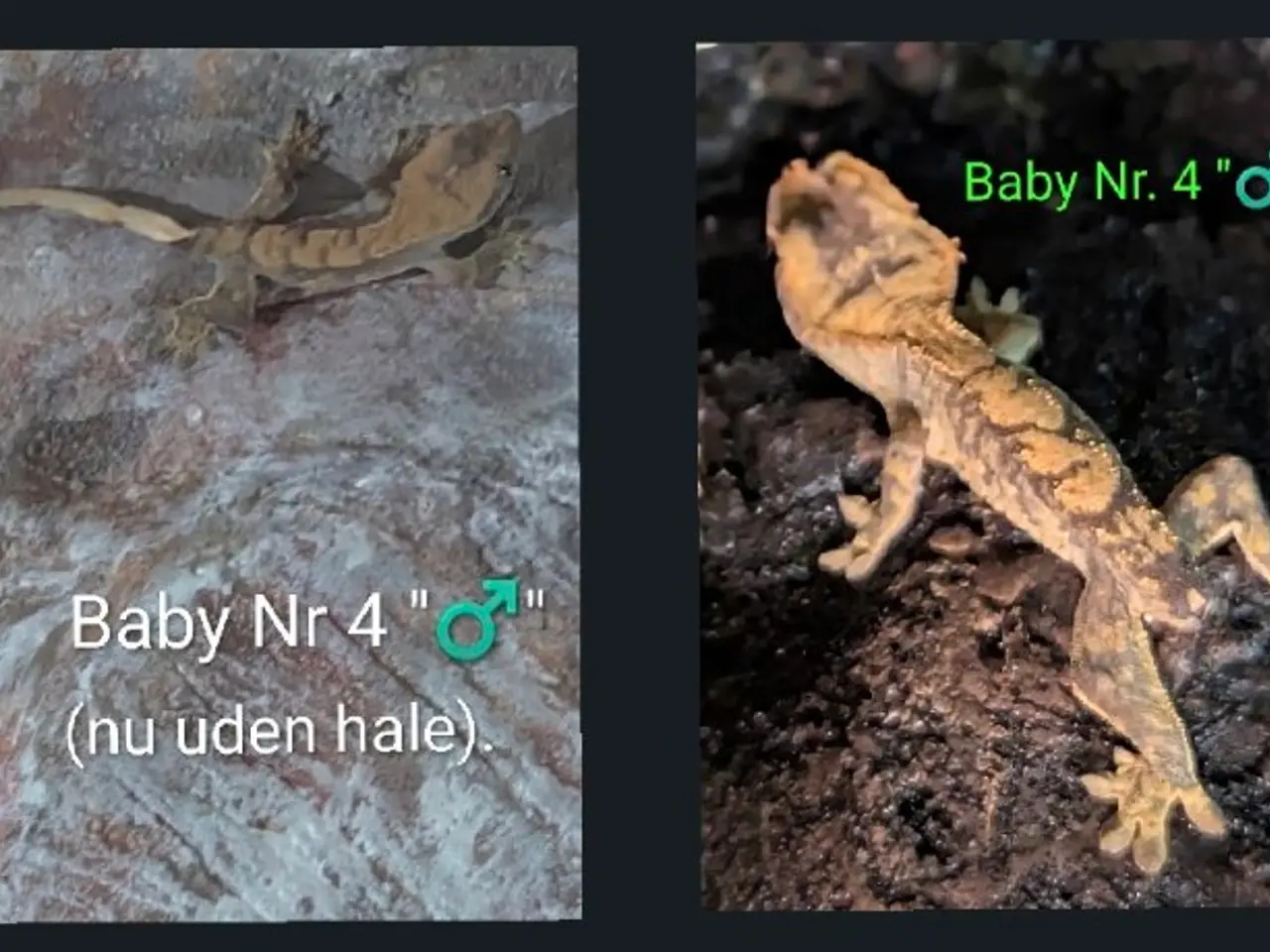 Billede 4 - 3 Kronegekko babyer sælges