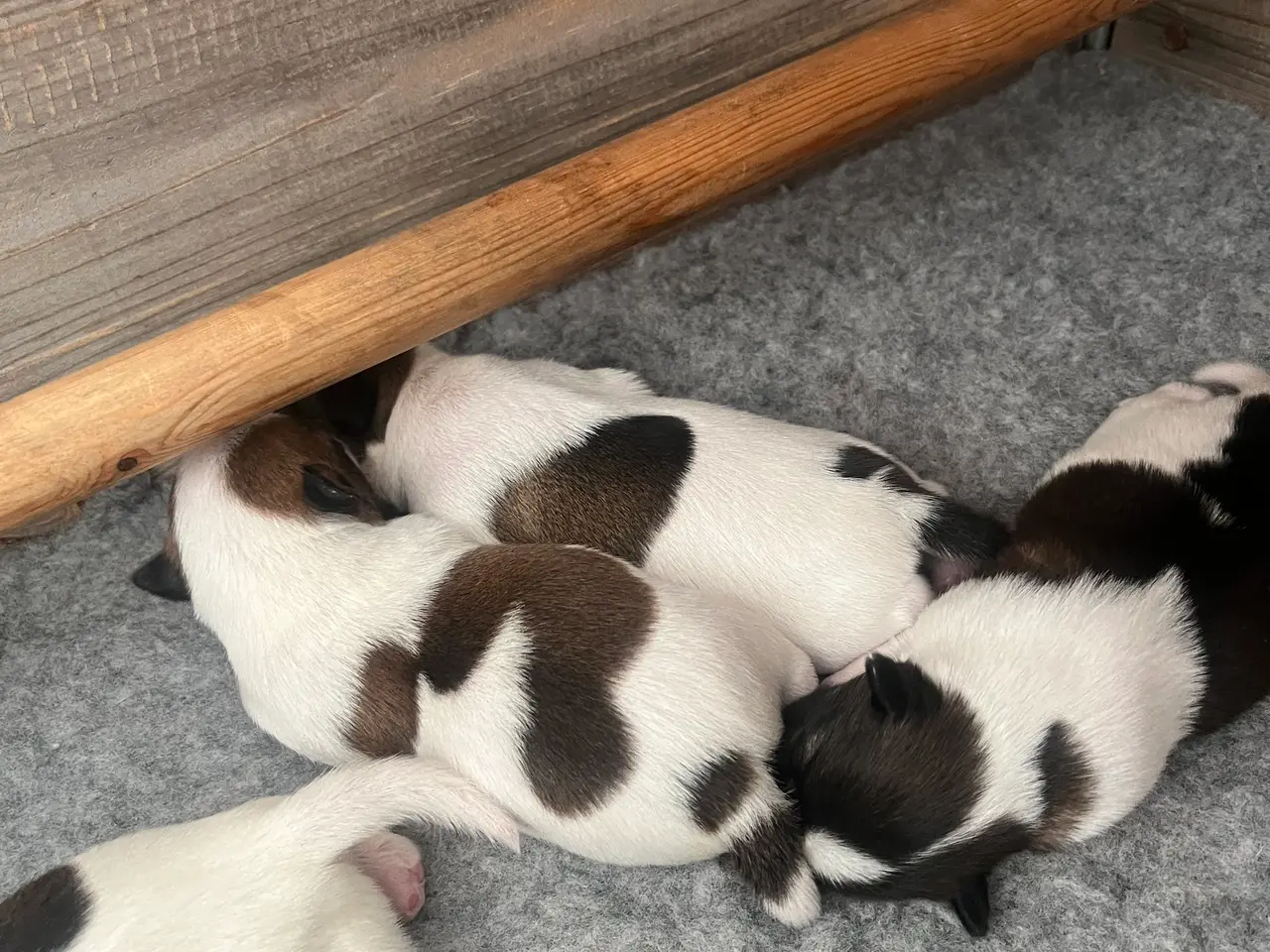 Billede 5 - Skønneste Jack russel hvalpe