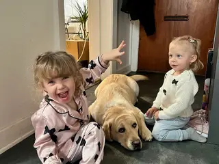 Golden Retriever tæve søger nyt kærligt hjem 🐾 - 5