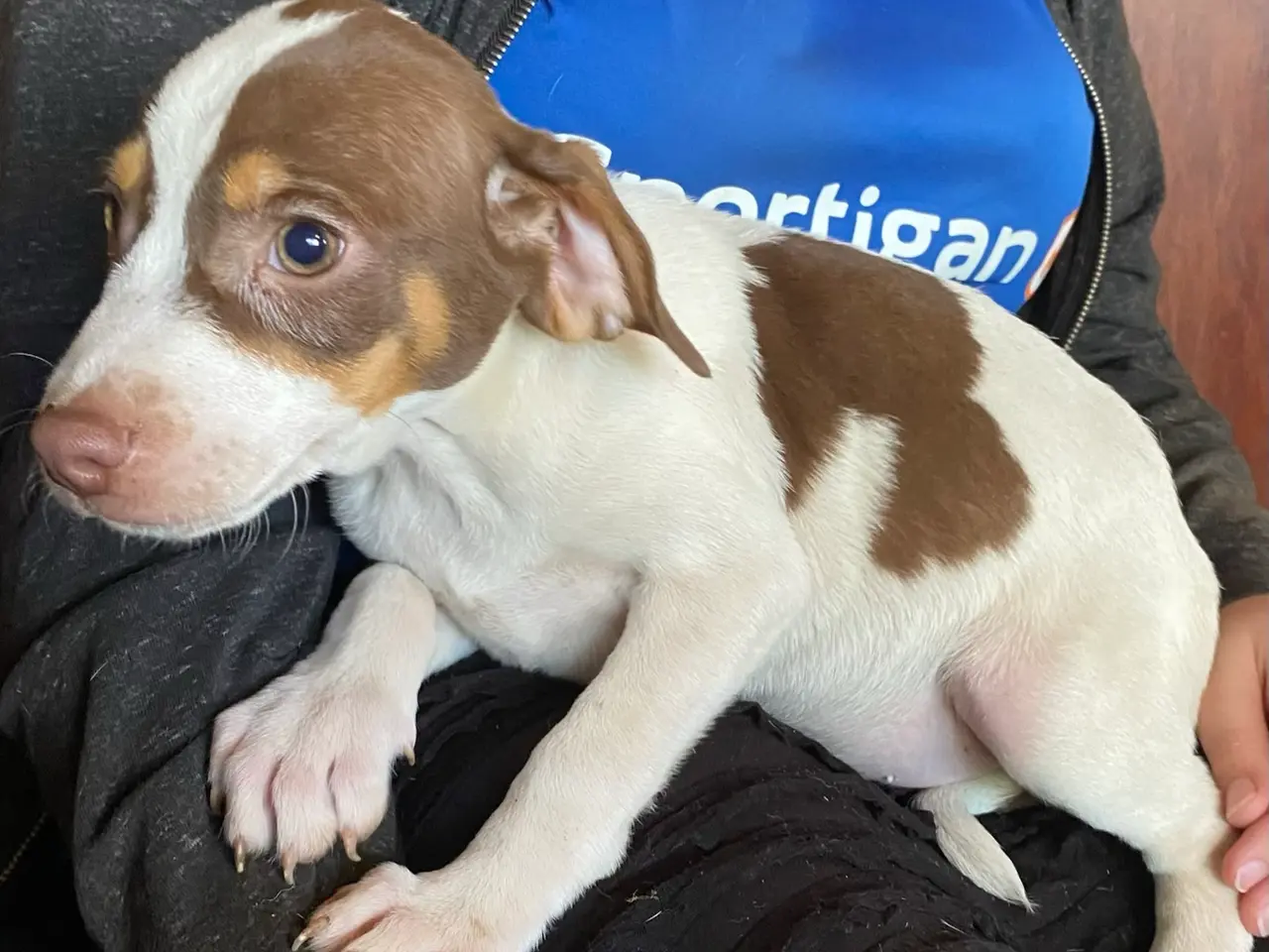Billede 4 - Hundehvalpe Dansk/svenskgårdhunde