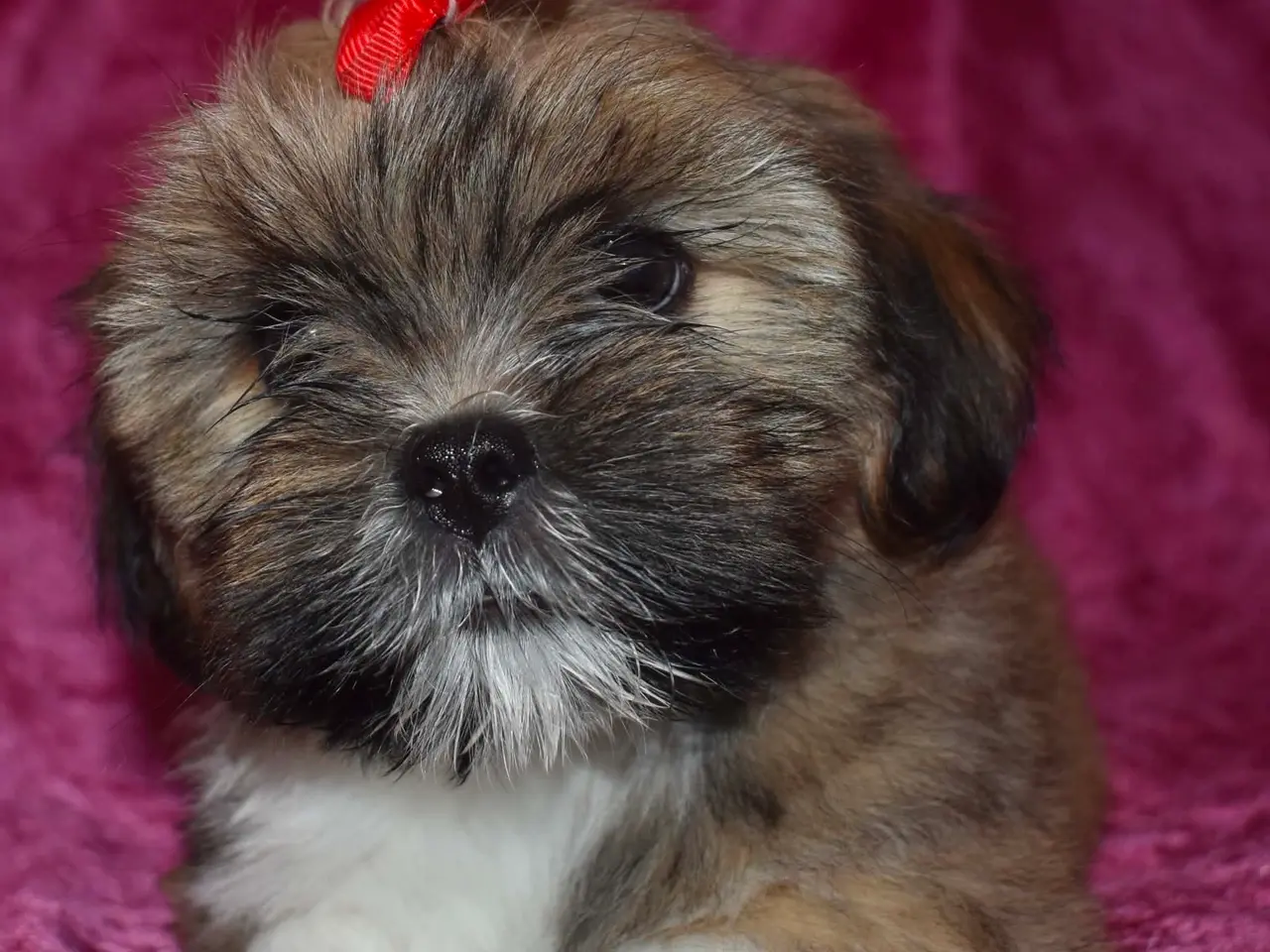 Billede 2 - Skønne Lhasa apso tæver med DKK stamtavle 