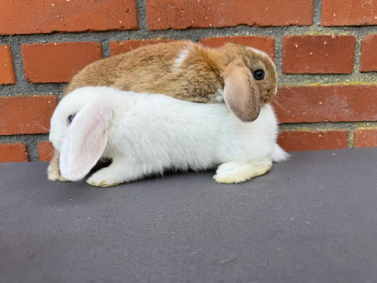 Billede 6 - Mini lop hunkanin