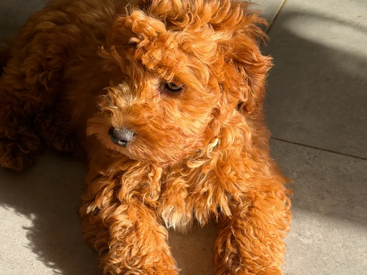 Billede 4 - 🐾✨ Skønne Mini  Maltipoo hvalpe 