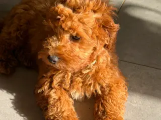🐾✨ Skønne Mini Maltipoo hvalpe - 4