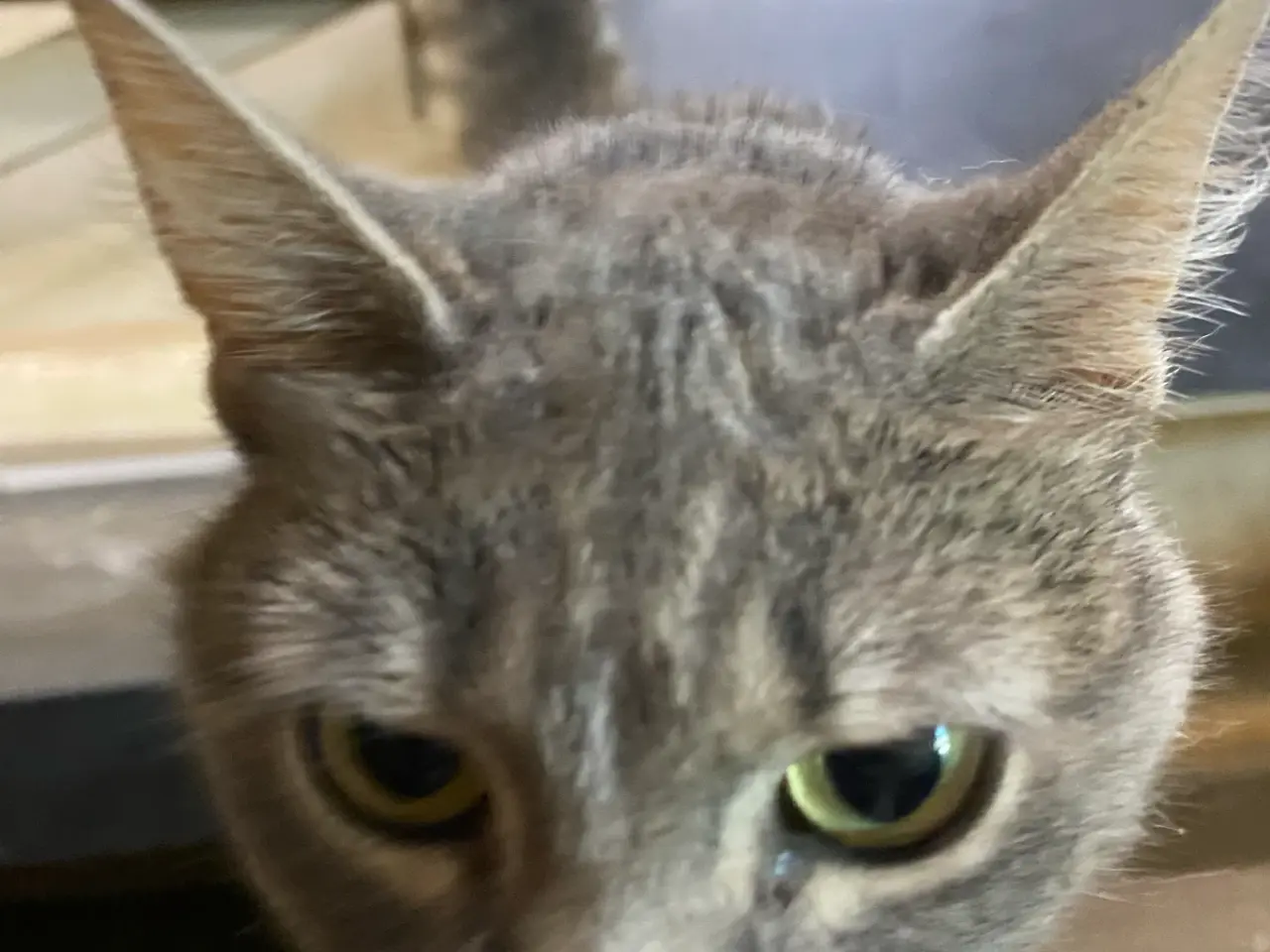 Billede 2 - Staldkat hun
