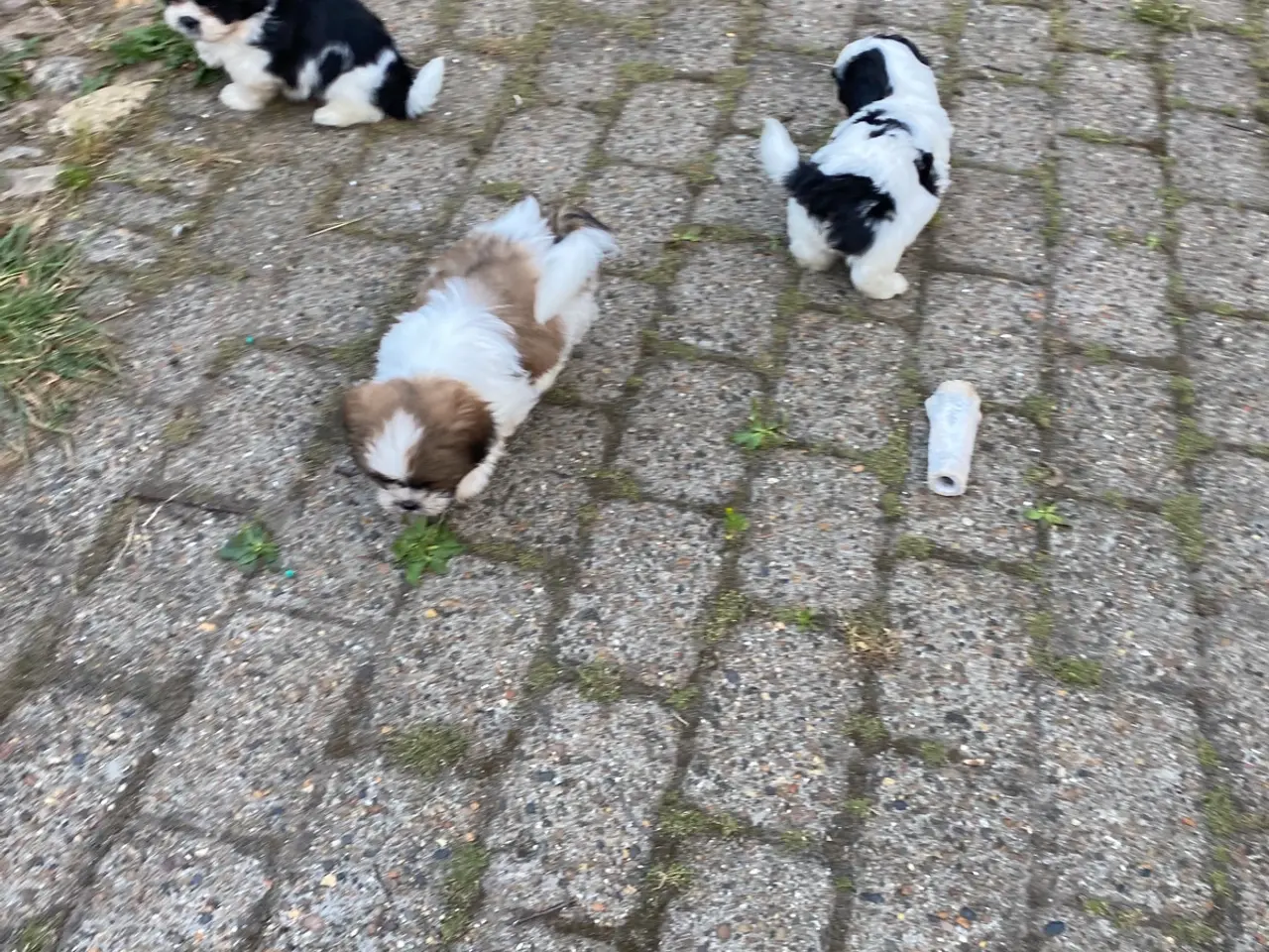 Billede 2 - Dejlig shih tzu drenge
