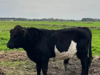 Kvæg til salg 