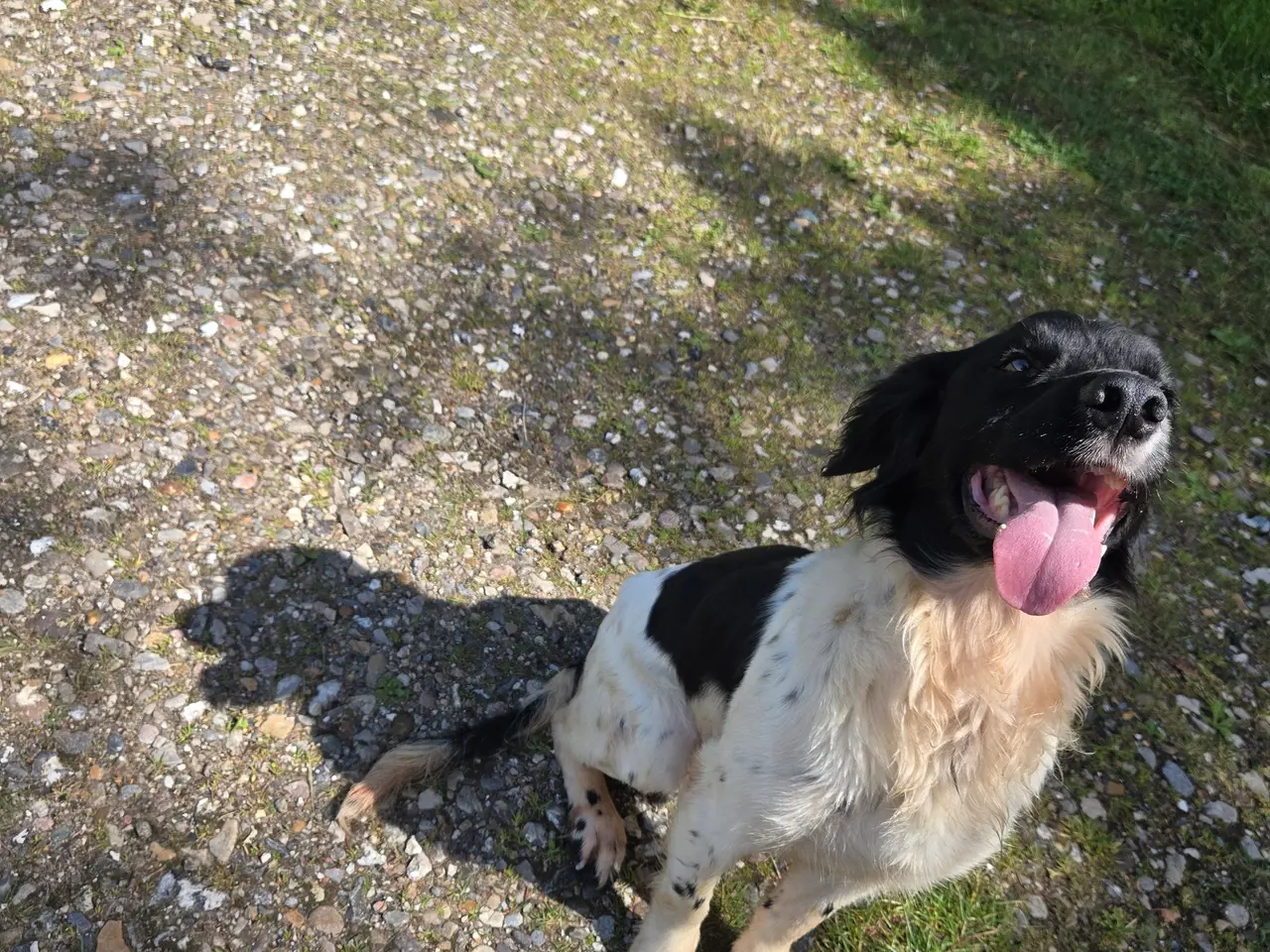 Billede 2 - Cocker spaniel