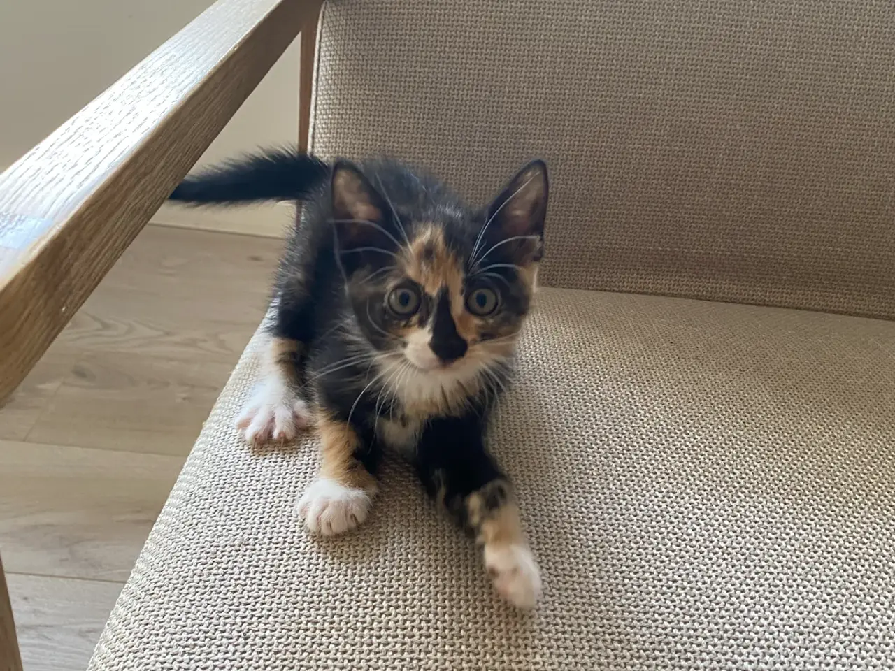 Billede 3 - Katte killinger i Børkop 