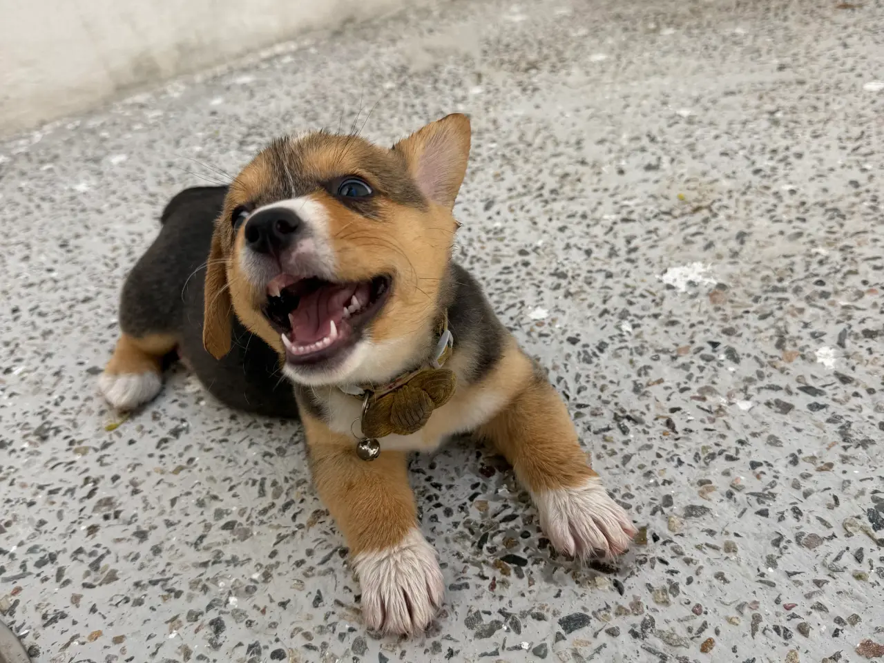 Billede 10 - Corgi Pembroke hundehvalpe