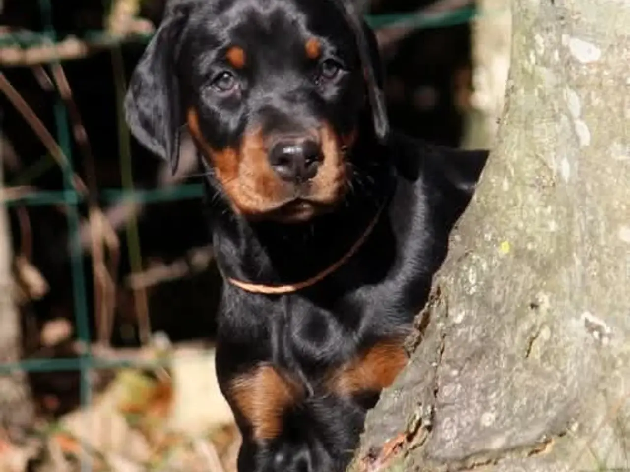 Billede 1 - Dobermann hvalpe i top klasse