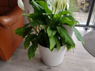 7 store stueplanter med potter