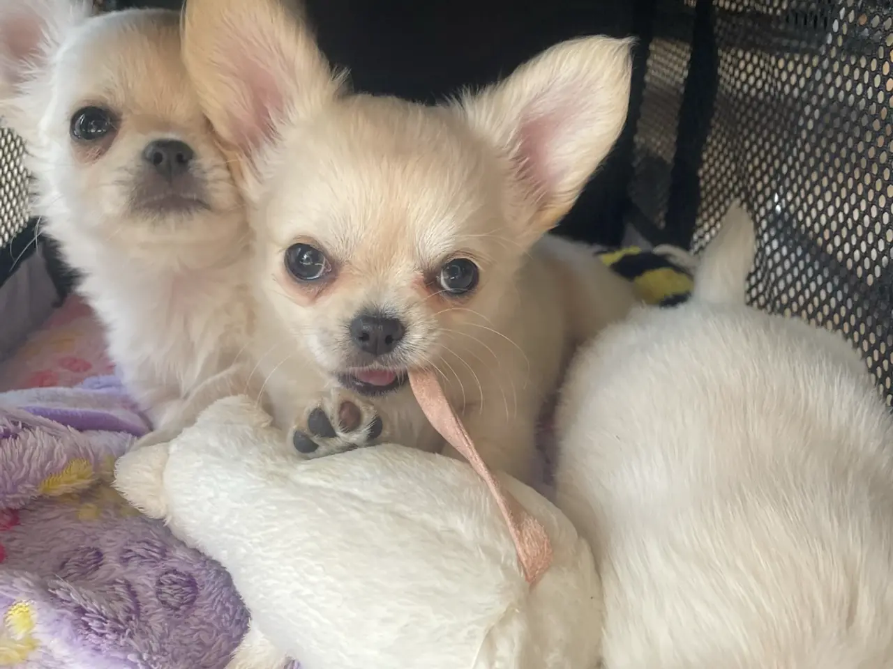 Billede 12 - RESEEVERET: DKK Chihuahua Langhåret tæve