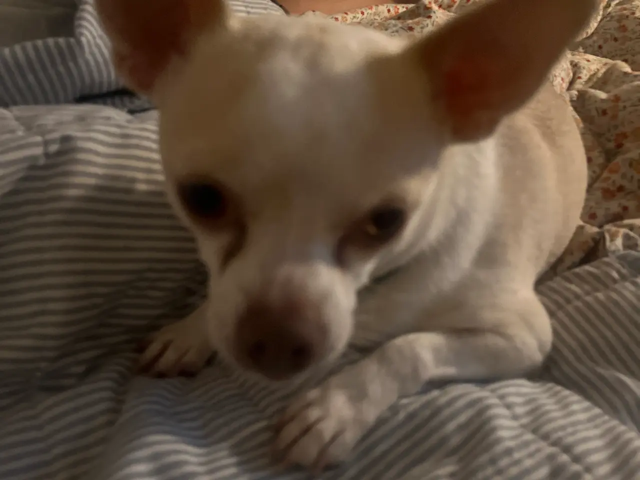 Billede 1 - Chihuahua