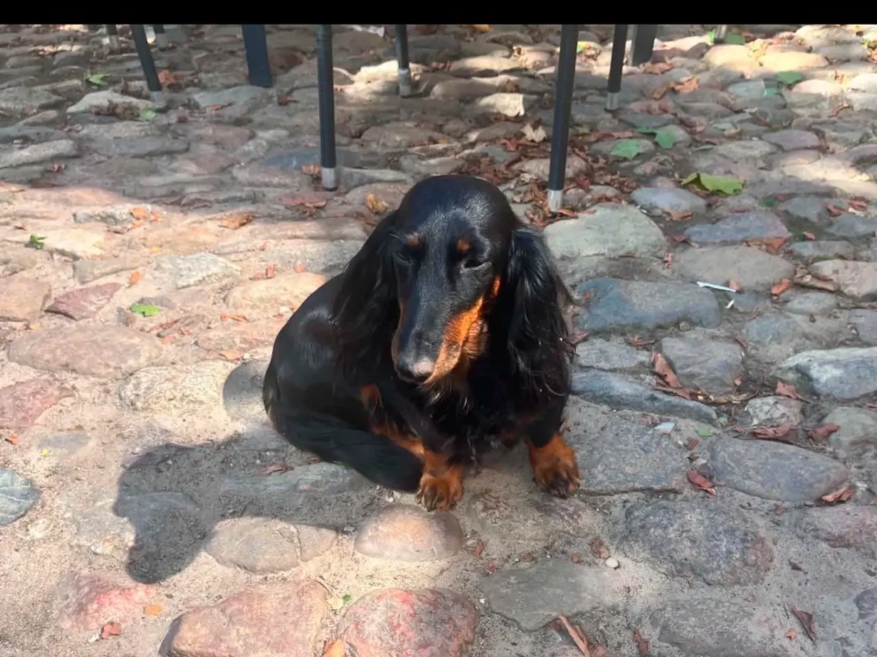 Billede 15 - Gravhunde standard