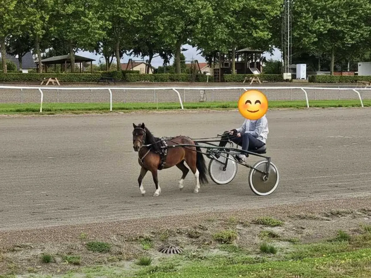 Billede 4 - Kåret AMHA Hoppe