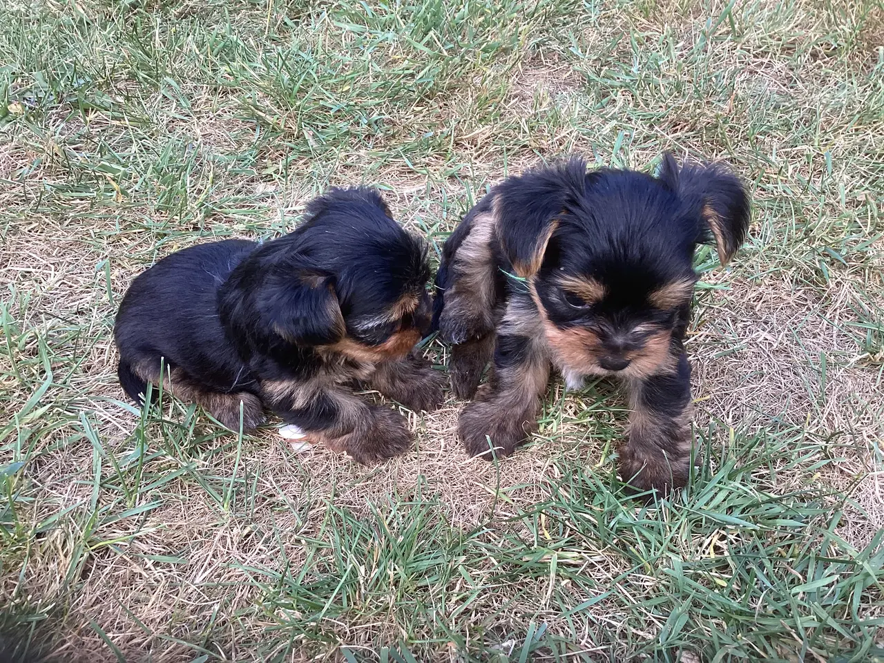Billede 6 - Yorkshire terrier hvalpe