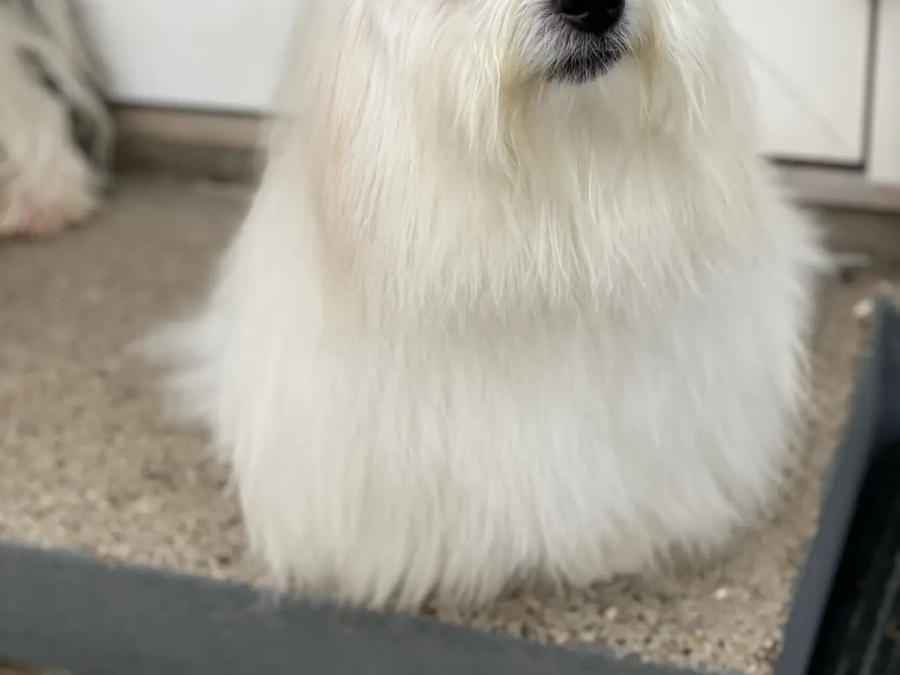 Billede 3 - Coton de Tulear med DKK stamtavle