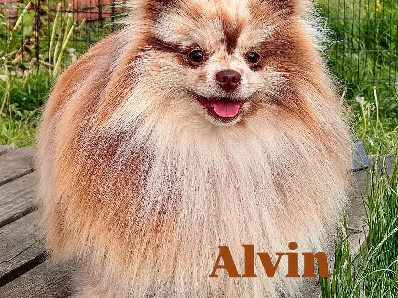 Billede 5 - Pomeranian hvalpe 🐶 