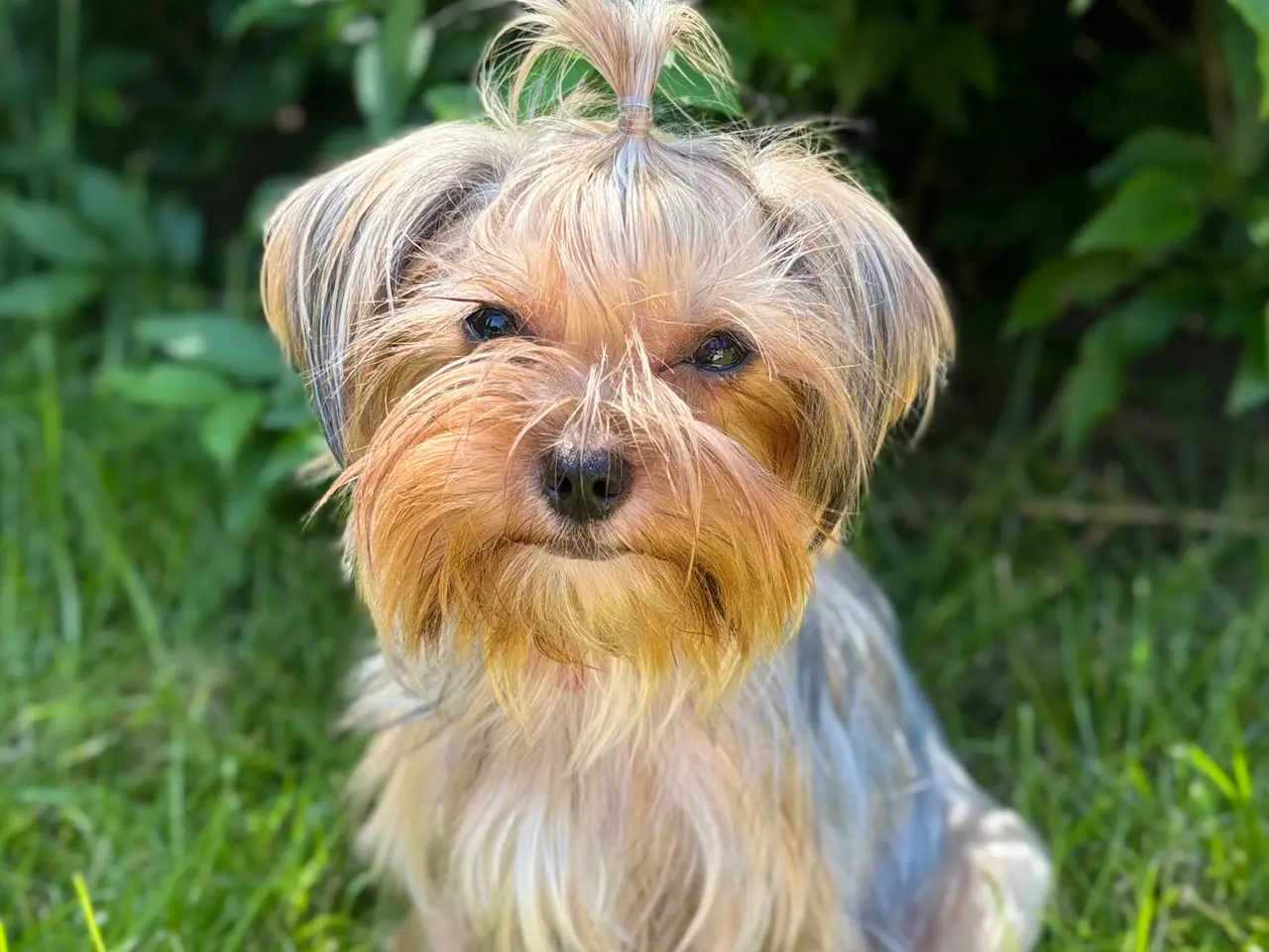 Billede 9 - Yorkshire terrier hvalpe