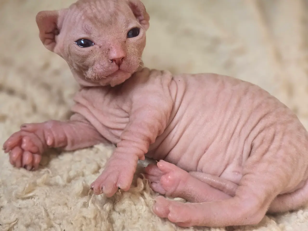 Billede 3 - Sphynx Mikkel fartstribe 