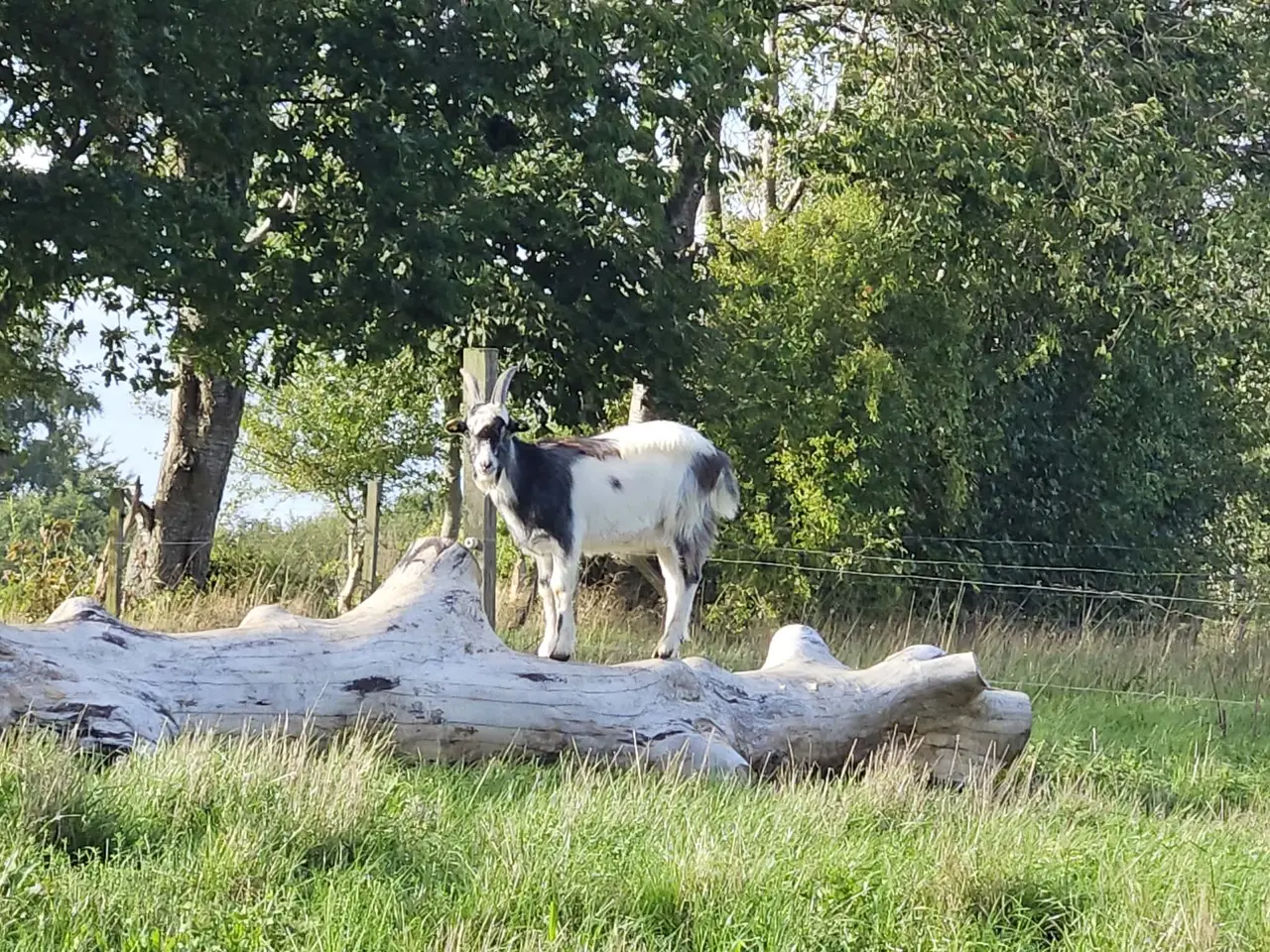 Billede 4 - Bukkekid Dansk Landrace