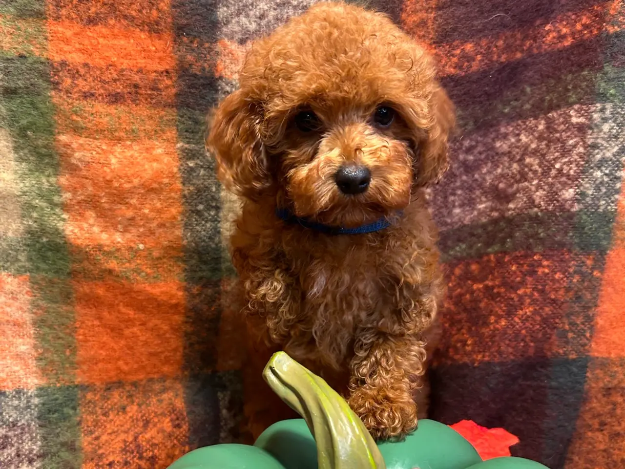 Billede 10 - 🐾maltipoo miniature September 🐾