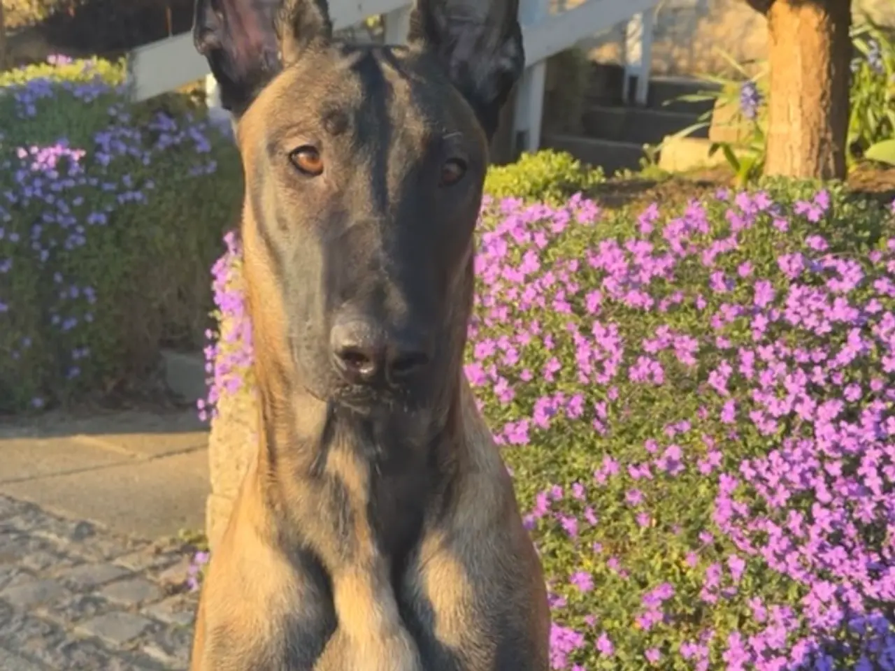 Billede 1 - Naila Belgisk malinois 11 måneder 