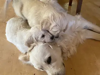 Doodle retriever hvalpe