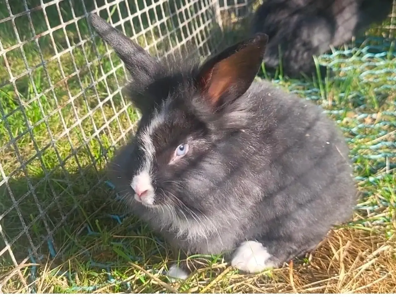 Billede 1 - Kælne Angora blanding