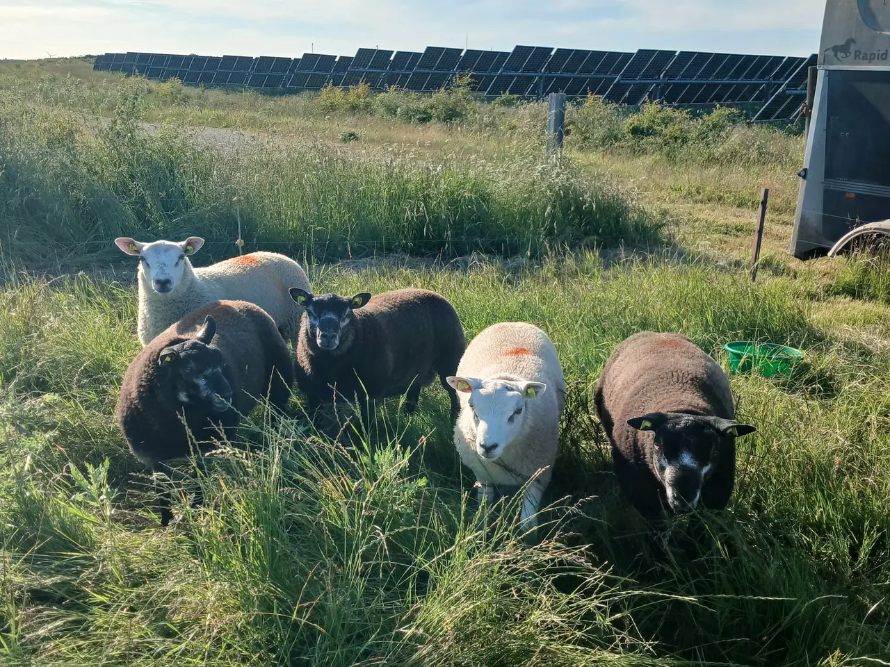 Billede 8 - 9 vædderlam søger ny fodermester 