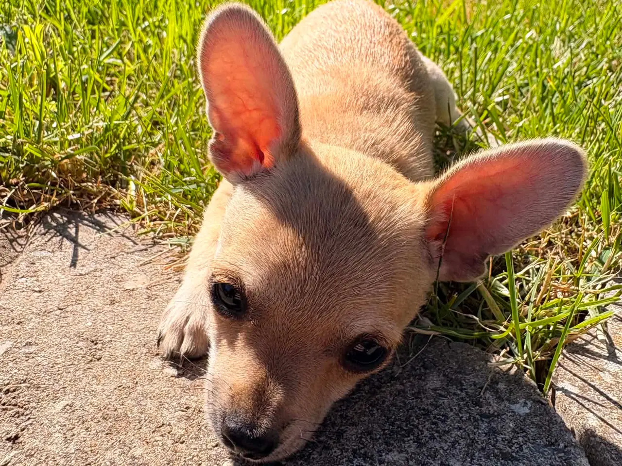 Billede 1 - Chihuahua-hvalpe