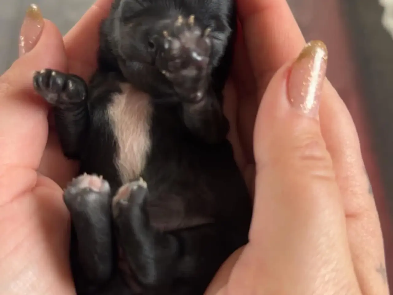 Billede 2 - Chihuahua hvalp