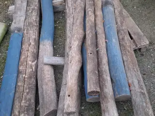 Robinia stammer