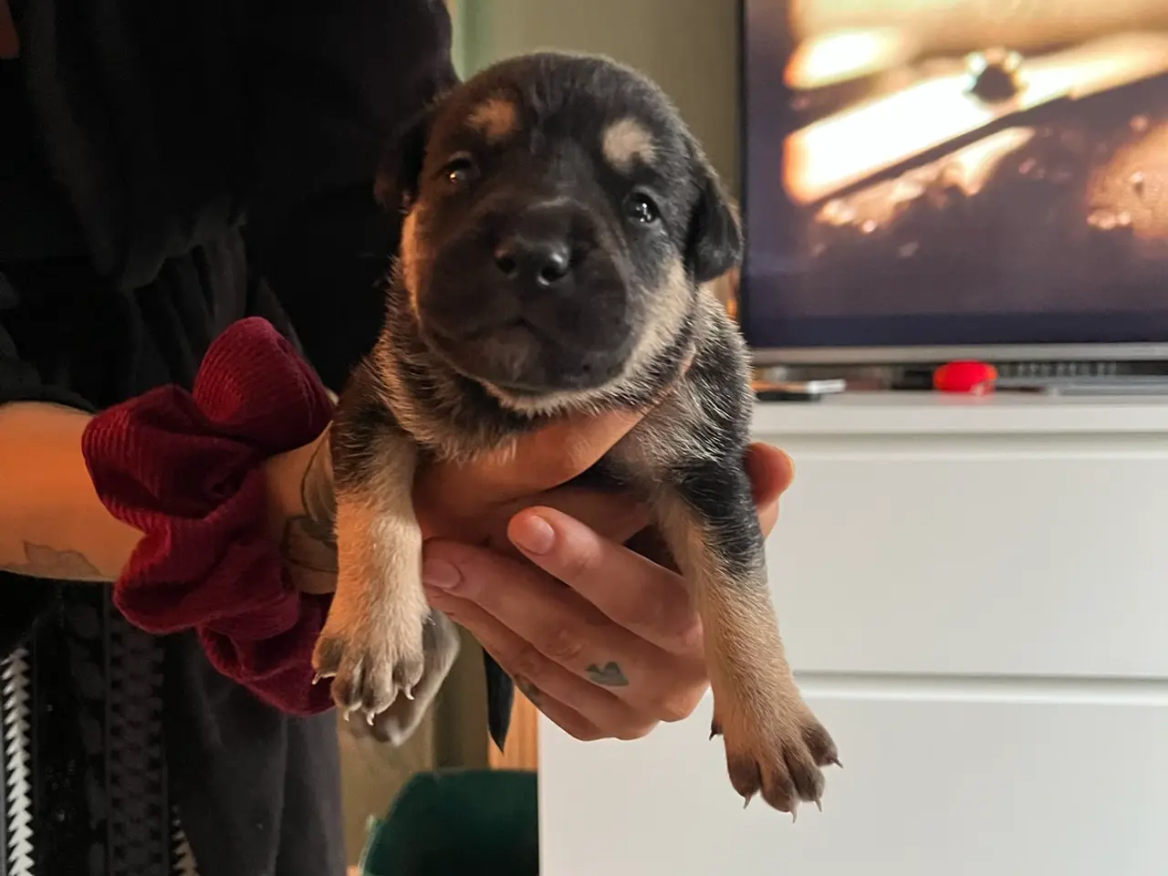 Billede 2 - Blandings hunde 