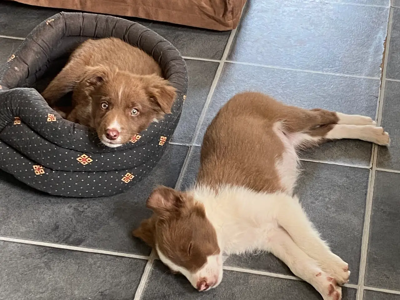Billede 10 - Border Collie Så er vi Klar