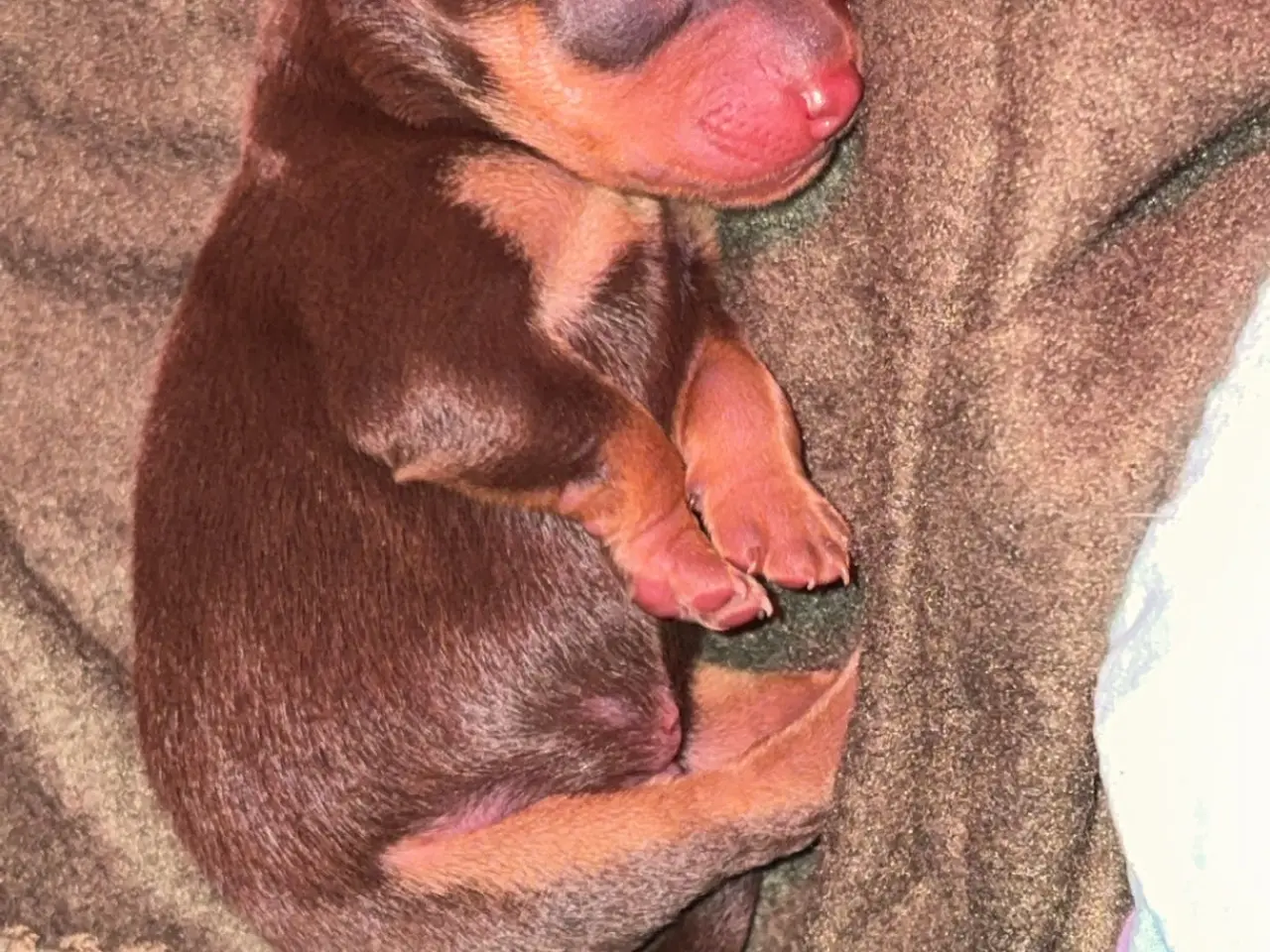 Billede 4 - Dværg Pinscher / Prazsky Krysarik